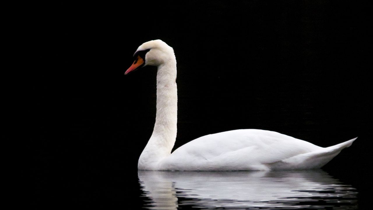 Обои лебедь, белый, озеро, отражение, черный, контраст, птица