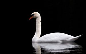 Превью обои лебедь, белый, озеро, отражение, черный, контраст, птица