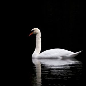 Превью обои лебедь, белый, озеро, отражение, черный, контраст, птица