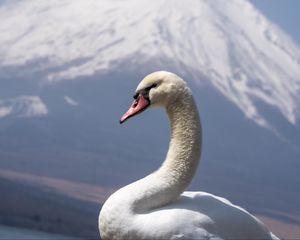 Превью обои лебедь, клюв, птица, вулкан
