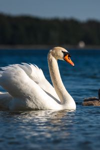 Превью обои лебедь, клюв, птица, река