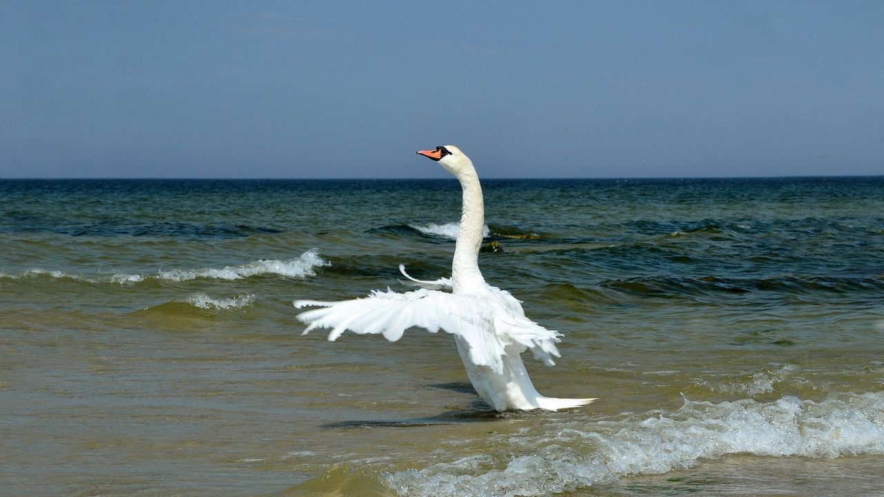 Обои лебедь, крылья, птица, взмах, волны, берег