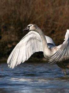 Превью обои лебедь, крылья, взмах, грязь, вода, брызги, всплеск