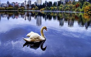 Превью обои лебедь, море, берег, город