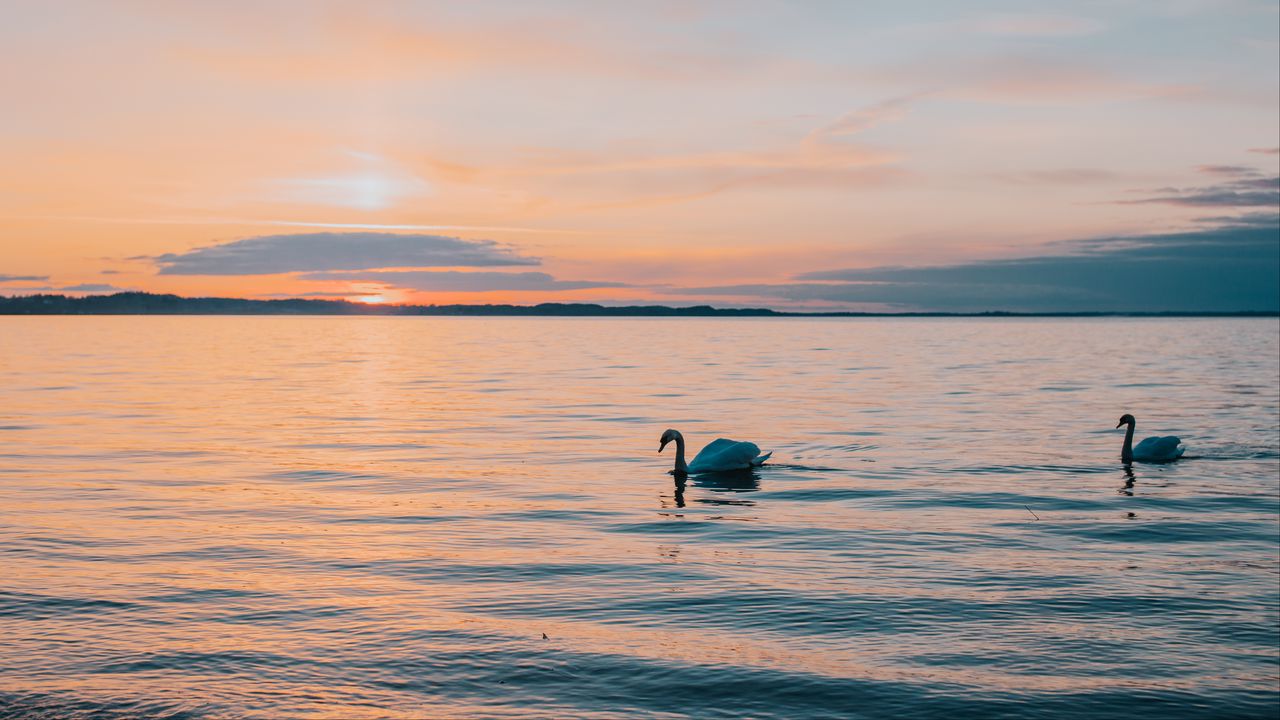 Обои лебедь, море, горизонт, вечер