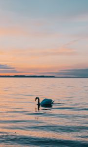 Превью обои лебедь, море, горизонт, вечер