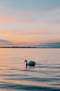 Превью обои лебедь, море, горизонт, вечер