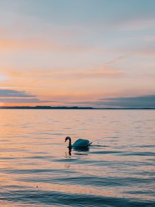 Превью обои лебедь, море, горизонт, вечер