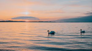 Превью обои лебедь, море, горизонт, вечер