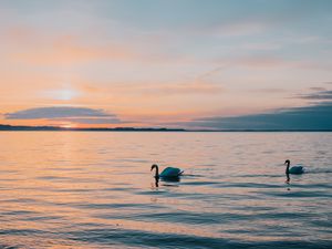 Превью обои лебедь, море, горизонт, вечер