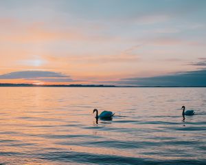 Превью обои лебедь, море, горизонт, вечер