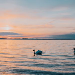 Превью обои лебедь, море, горизонт, вечер