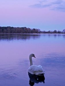 Превью обои лебедь, озеро, ночь, природа, вода