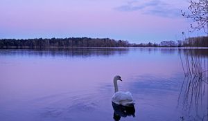 Превью обои лебедь, озеро, ночь, природа, вода