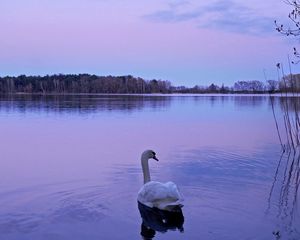 Превью обои лебедь, озеро, ночь, природа, вода