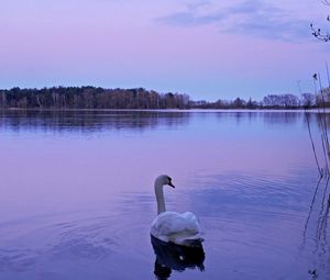 Превью обои лебедь, озеро, ночь, природа, вода