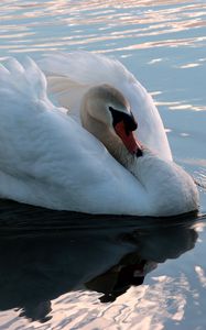 Превью обои лебедь, плавать, птица, вода