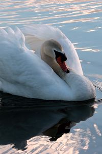 Превью обои лебедь, плавать, птица, вода