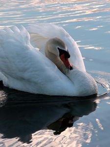 Превью обои лебедь, плавать, птица, вода