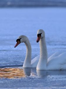 Превью обои лебедь, плавать, зима