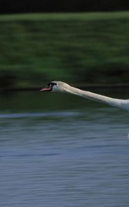 Превью обои лебедь, полёт, вода