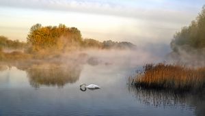 Превью обои лебедь, пруд, туман, деревья