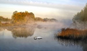 Превью обои лебедь, пруд, туман, деревья