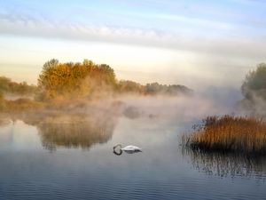 Превью обои лебедь, пруд, туман, деревья