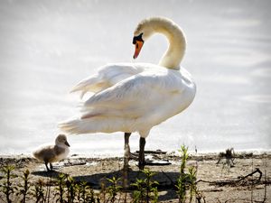 Превью обои лебедь, птенец, птицы