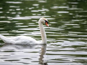 Превью обои лебедь, птица, белый, клюв, река, вода