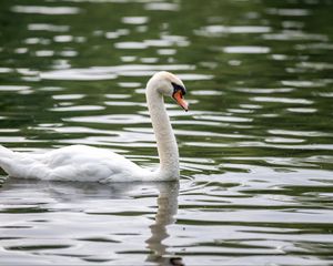 Превью обои лебедь, птица, белый, клюв, река, вода