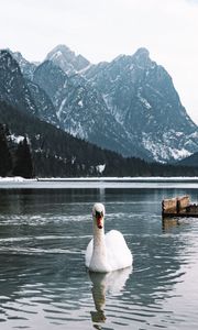 Превью обои лебедь, птица, белый, озеро, вода