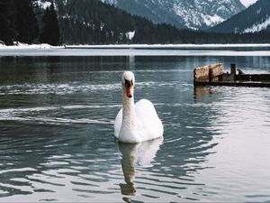 Превью обои лебедь, птица, белый, озеро, вода