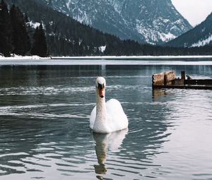 Превью обои лебедь, птица, белый, озеро, вода