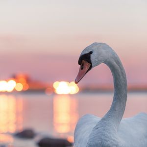 Превью обои лебедь, птица, белый, огни, размытость