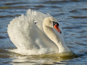 Превью обои лебедь, птица, белый, вода, клюв