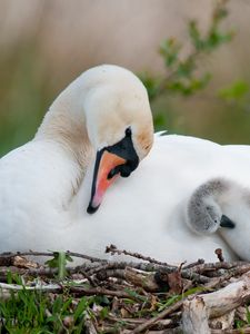 Превью обои лебедь, птица, гнездо, детеныши