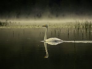 Превью обои лебедь, птица, отражение, пруд, дикая природа