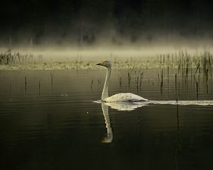 Превью обои лебедь, птица, отражение, пруд, дикая природа