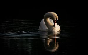 Превью обои лебедь, птица, отражение, река