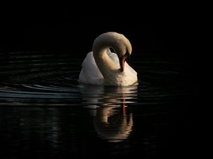 Превью обои лебедь, птица, отражение, река