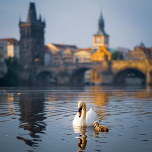 Превью обои лебедь, птица, озеро, здание