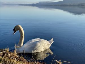 Превью обои лебедь, птица, озеро, вода, белый