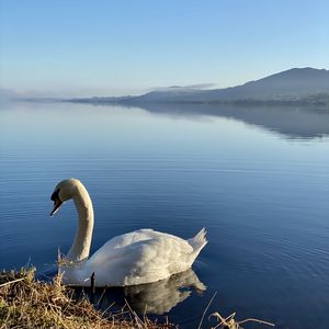 Превью обои лебедь, птица, озеро, вода, белый