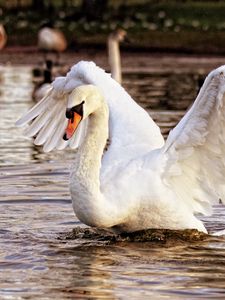 Превью обои лебедь, птица, вода, взмах