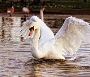 Превью обои лебедь, птица, вода, взмах