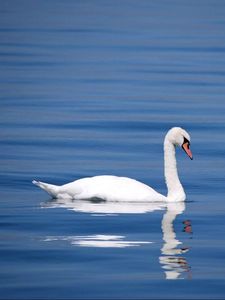 Превью обои лебедь, птица, вода, отражение