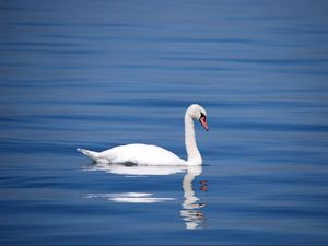 Превью обои лебедь, птица, вода, отражение