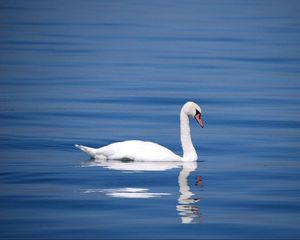 Превью обои лебедь, птица, вода, отражение