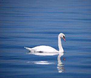 Превью обои лебедь, птица, вода, отражение